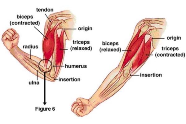 Treating Trigger Points in the Biceps